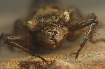 Cordulegaster maculata, nymph